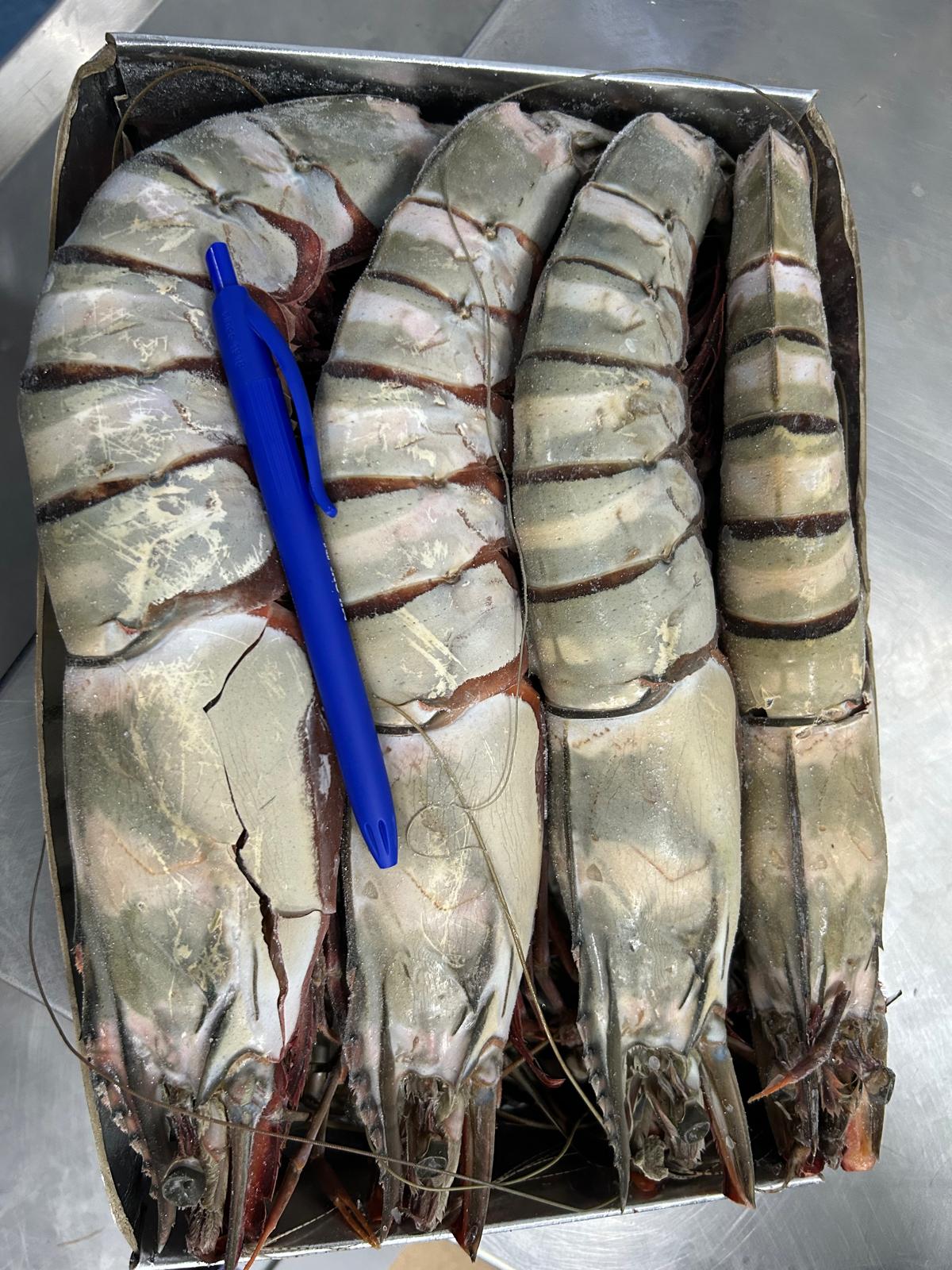 MONODON JUMBO